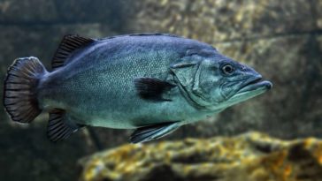 poissons antidépresseurs prozac environnement pollution