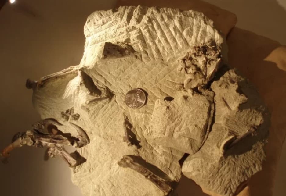 hibou fossile découverte