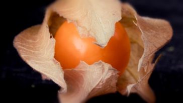 Physalis pruinosa crispr fraises gènes