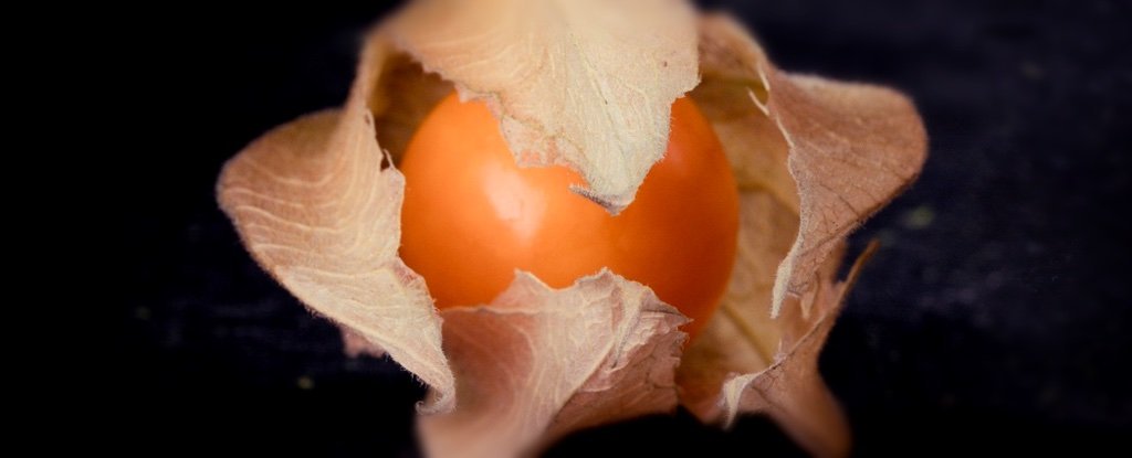 Physalis pruinosa crispr fraises gènes