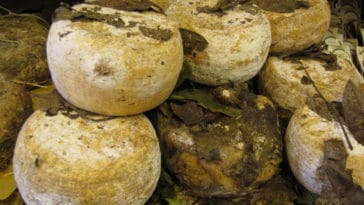 Casu marzu fromage pourri