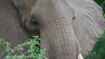 éléphant Afrique peau rides