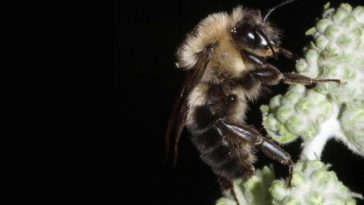 abeilles bourdons éclipse