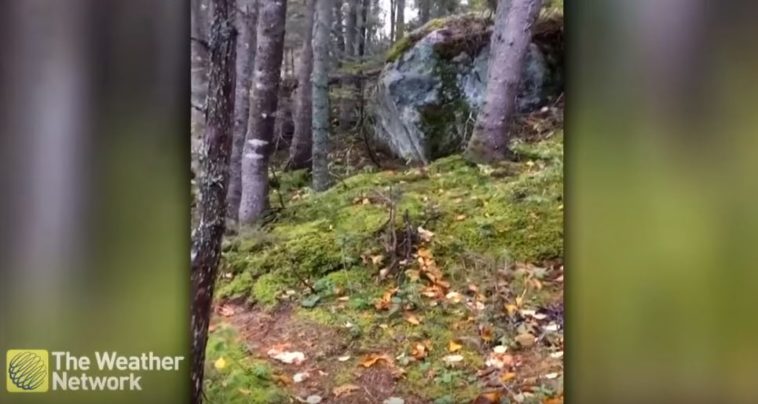 arbre forêt respirer