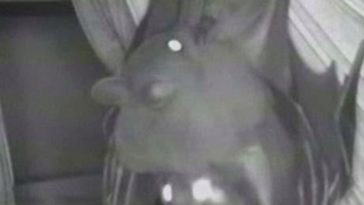 fellation chauve souris