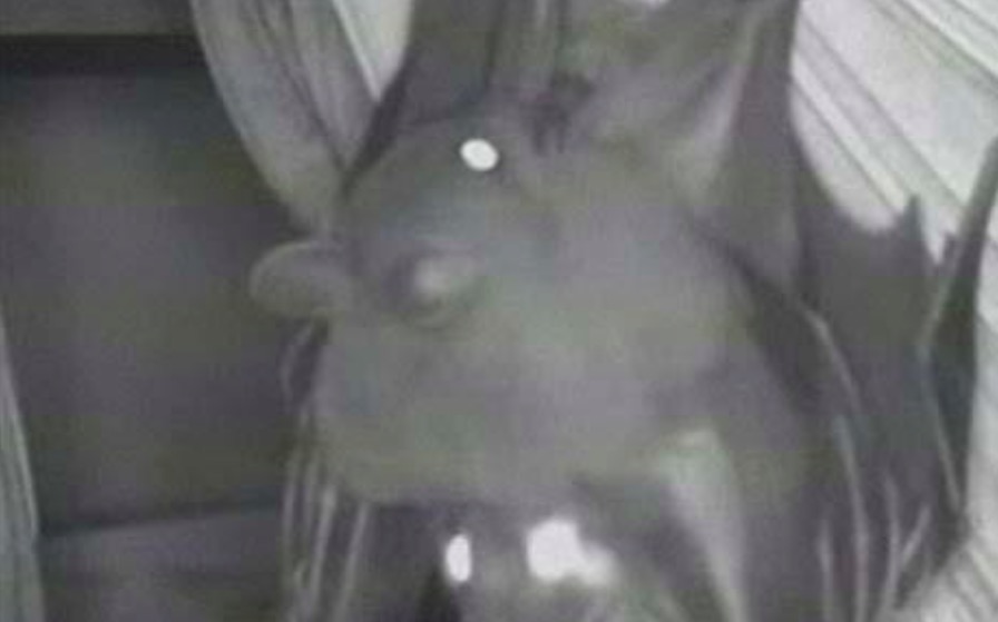 fellation chauve souris