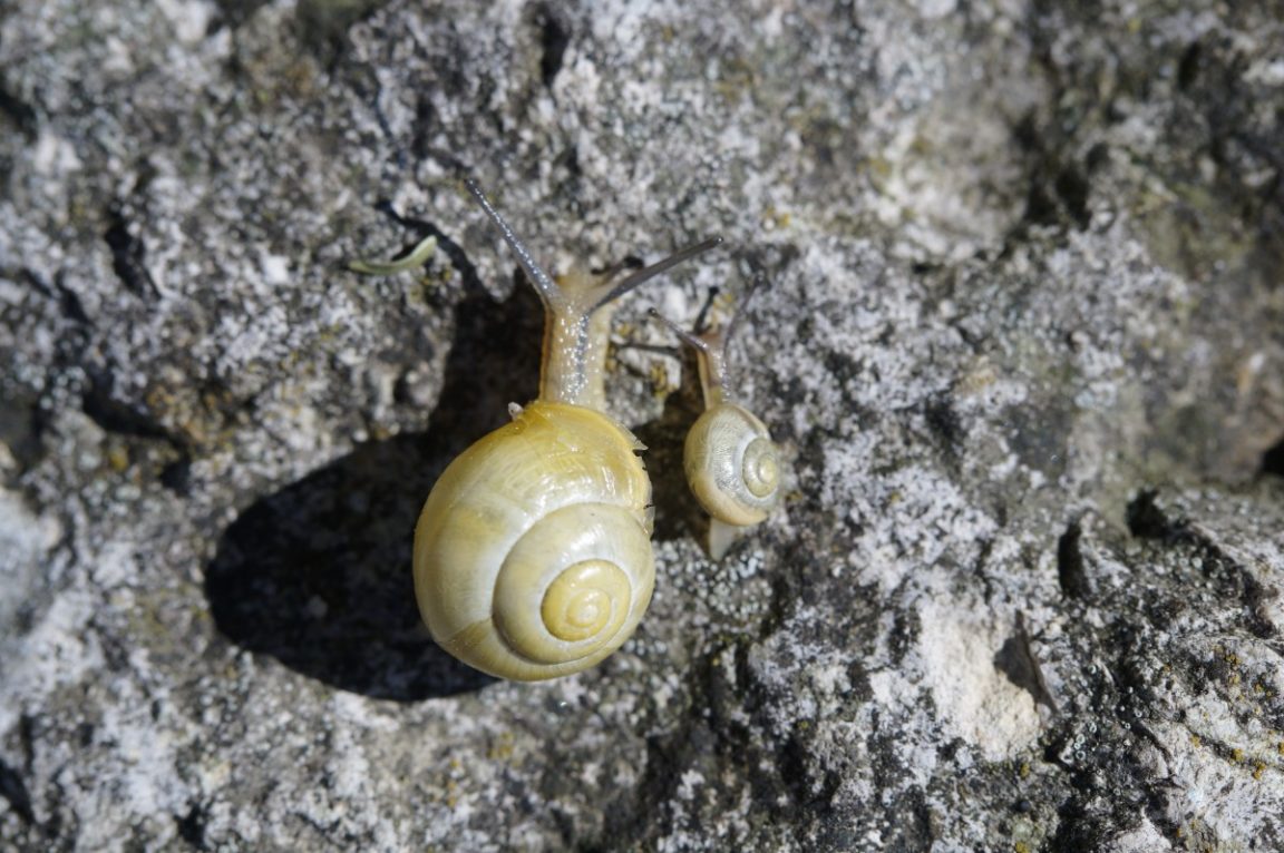escargots jaunes