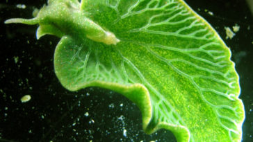 Elysia chlorotica limace photosynthèse