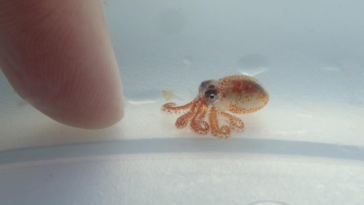 pieuvre bébé plastique