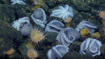 pieuvres bébés pouponnière