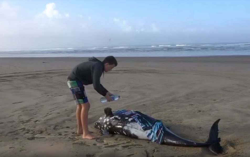 145 dauphins pilotes échoués Nouvelle Zélande