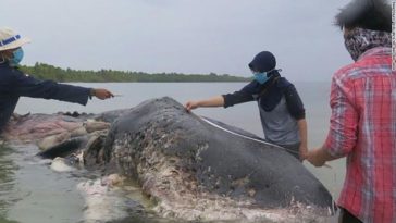 baleine cachalot plastique Indonésie