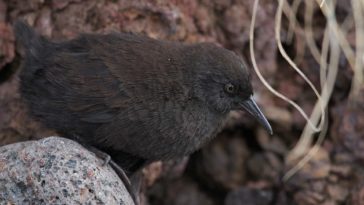 Atlantisia rogersi île inaccessible oiseau évolution
