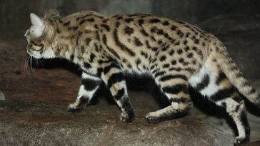 chat pieds noirs félin Afrique savane lions léopards