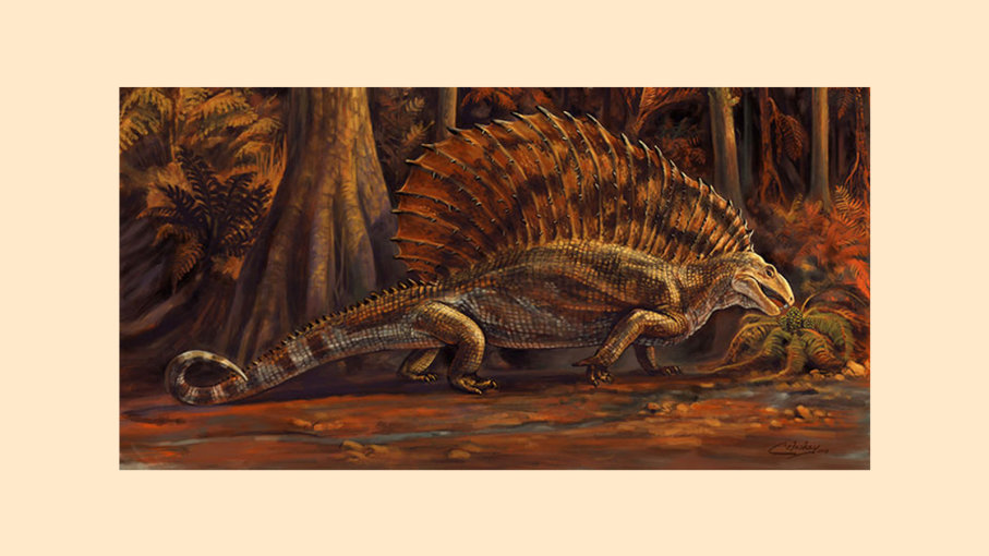 Gordodon Kraineri reptile