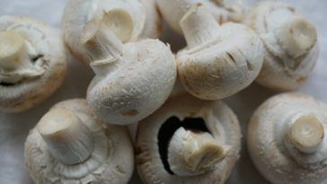 champignons