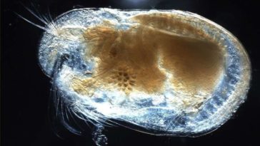 crustacé découverte 430 millions fossile