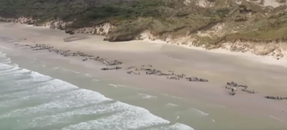 dauphins pilotes échoués Nouvelle Zélande