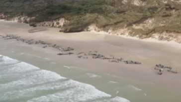 dauphins pilotes échoués Nouvelle Zélande