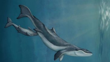 Maiabalaena nesbittae baleines