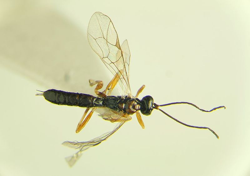 guêpe parasite Zatypota