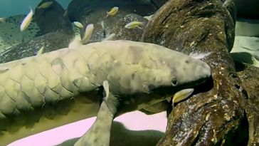 mathusalem plus vieux poisson en captivité