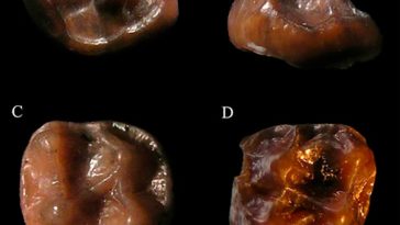 Simiolus minutus singe découverte dents