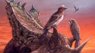 Mirarce eatoni oiseau dinosaures