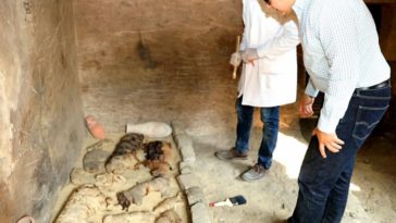 momie chat Saqqarah Égypte