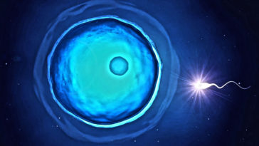 spermatozoide ovaire