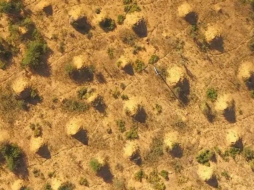 monticules termite Brésil