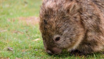wombat animal