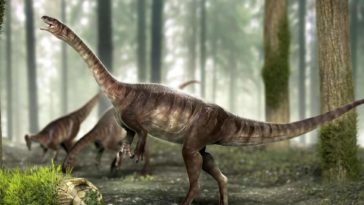 dinosaure sauropode Macrocollum itaquii