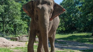Happy éléphant bronz zoo