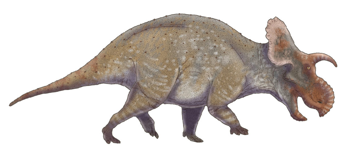 Crittendenceratops krzyzanowskii dinosaures