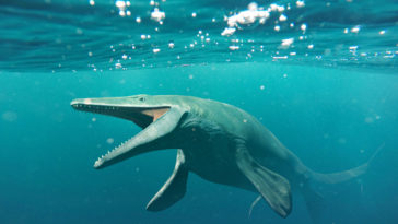 Mosasaurus