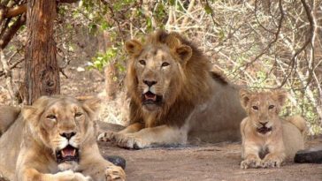 lion Inde parc national Gir
