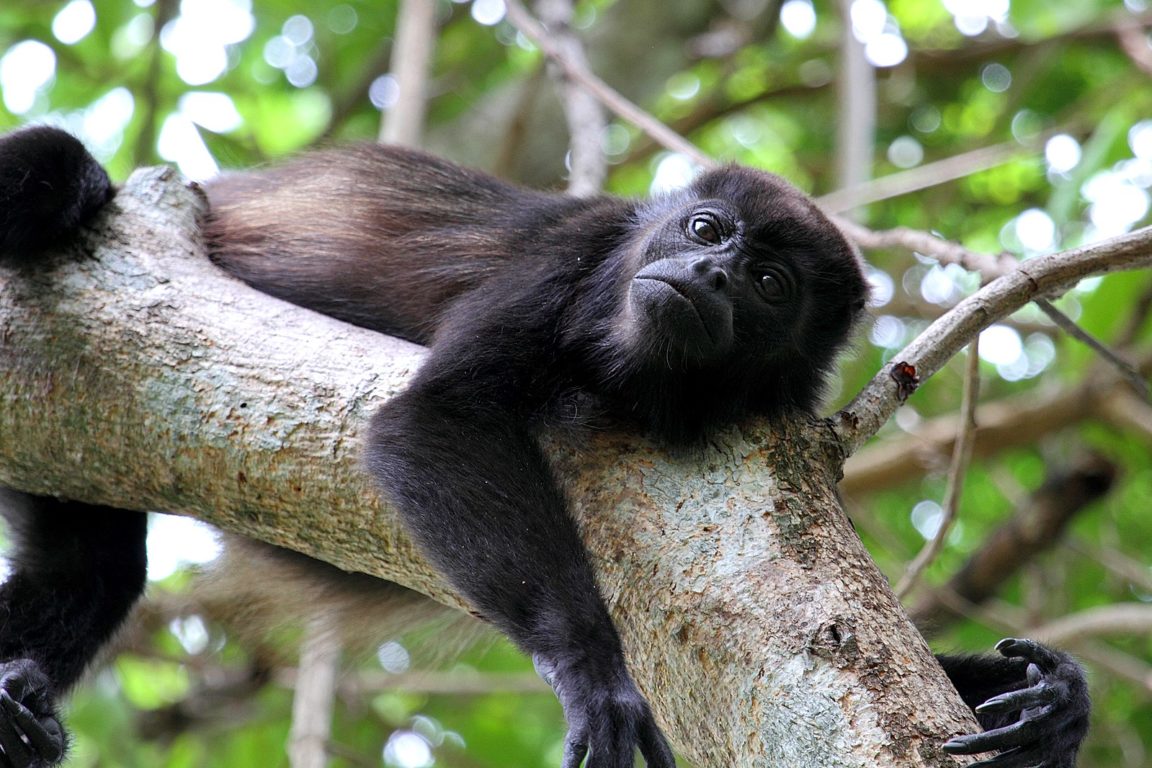 Costa rica singe hurleur