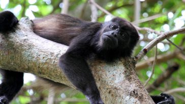 Costa rica singe hurleur