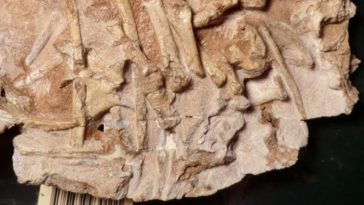 Antarctanax shackletoni