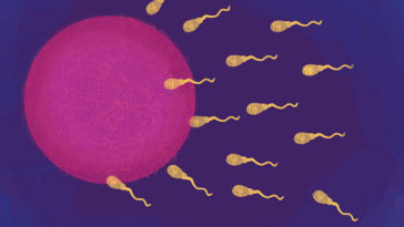 ovule spermatozoïdes