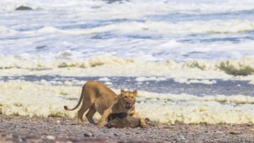 lion namibie
