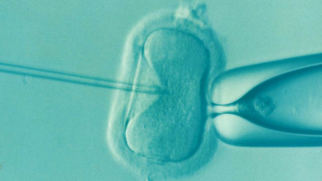 FIV fécondation in vitro ovule fertilité infertilité