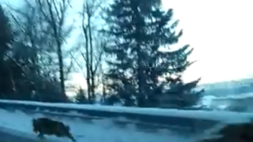 Loup - crédits Laurent Vial capture vidéo