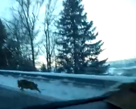 Loup - crédits Laurent Vial capture vidéo