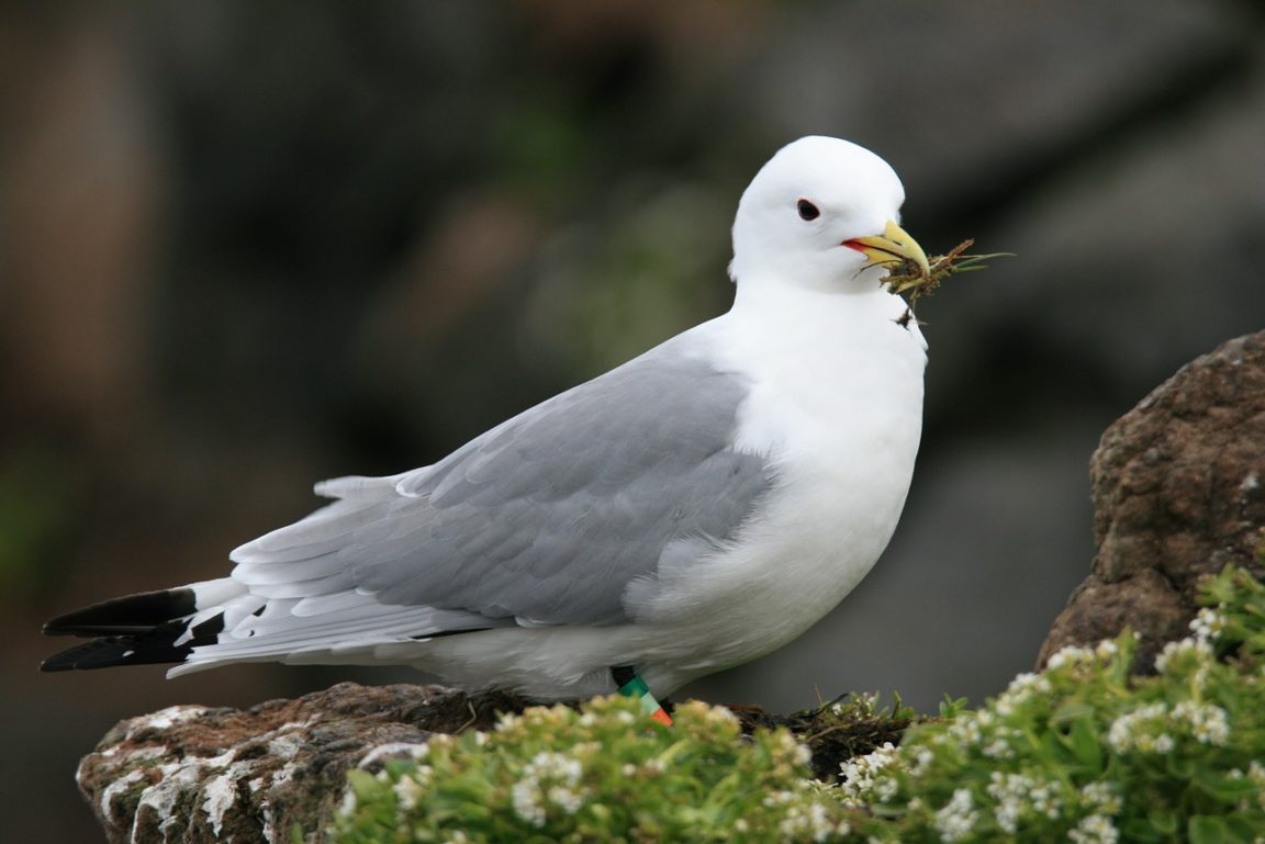 fulmar