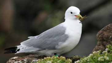 fulmar