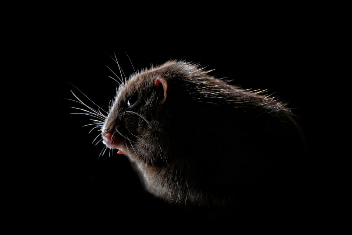 souris rat rongeur