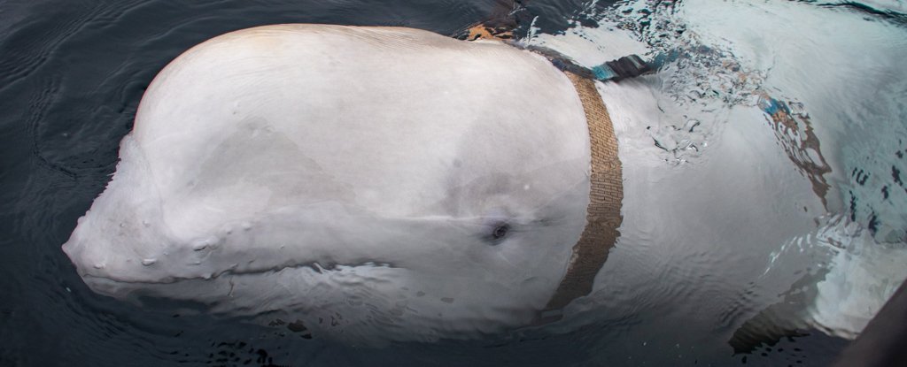 béluga