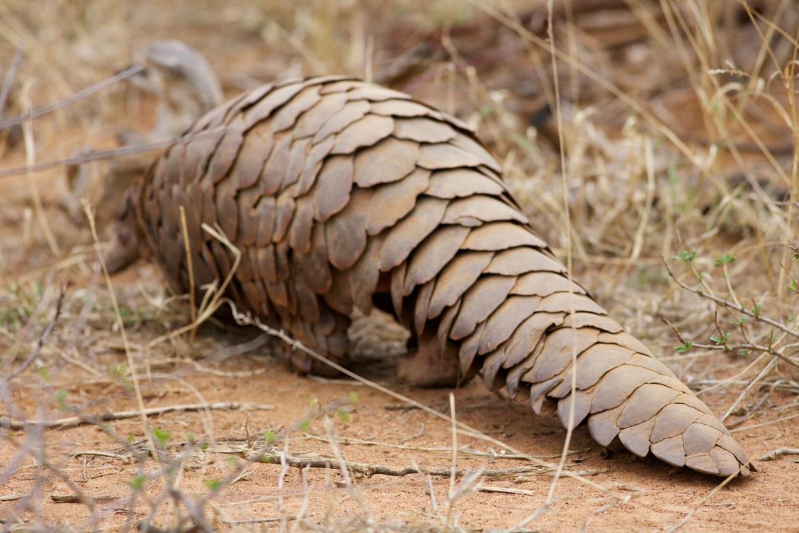 pangolins